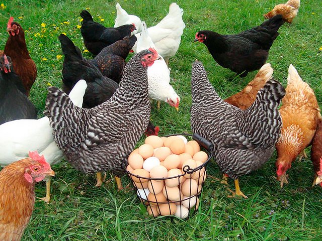 Содержание кур и уход за ними | ЗооТом - продажа, вязка и услуги для животных в Щёлкино