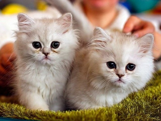 Породы кошек в Щёлкино | ЗооТом портал о животных