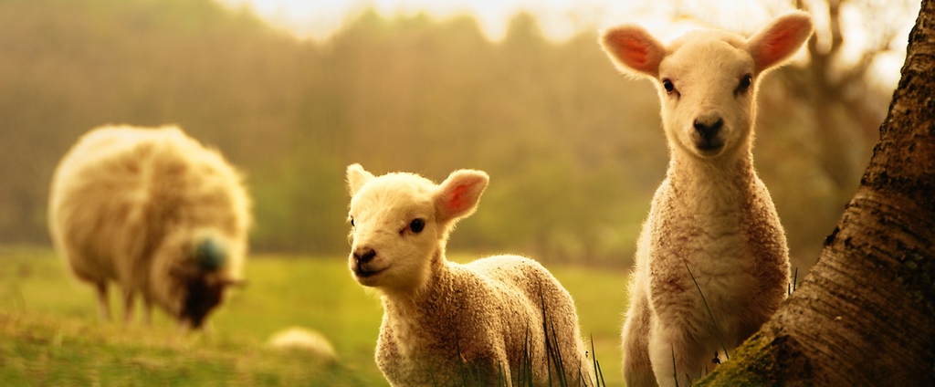 Объявления о сельскохозяйственных животных | ЗооТом - продажа, вязка и услуги для животных в Щёлкино