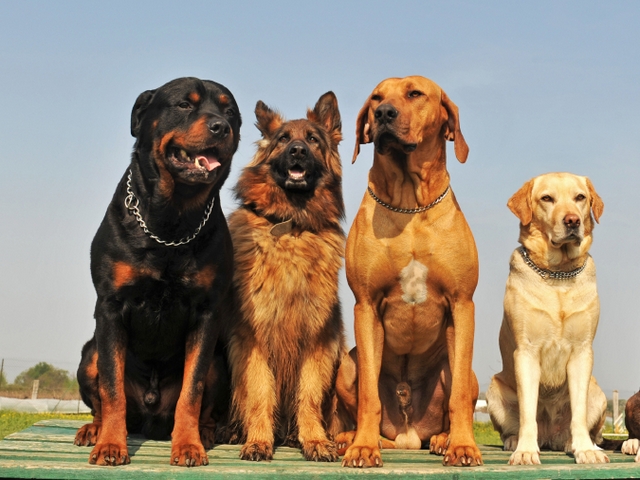 Крупные породы собак в Щёлкино | ЗооТом портал о животных